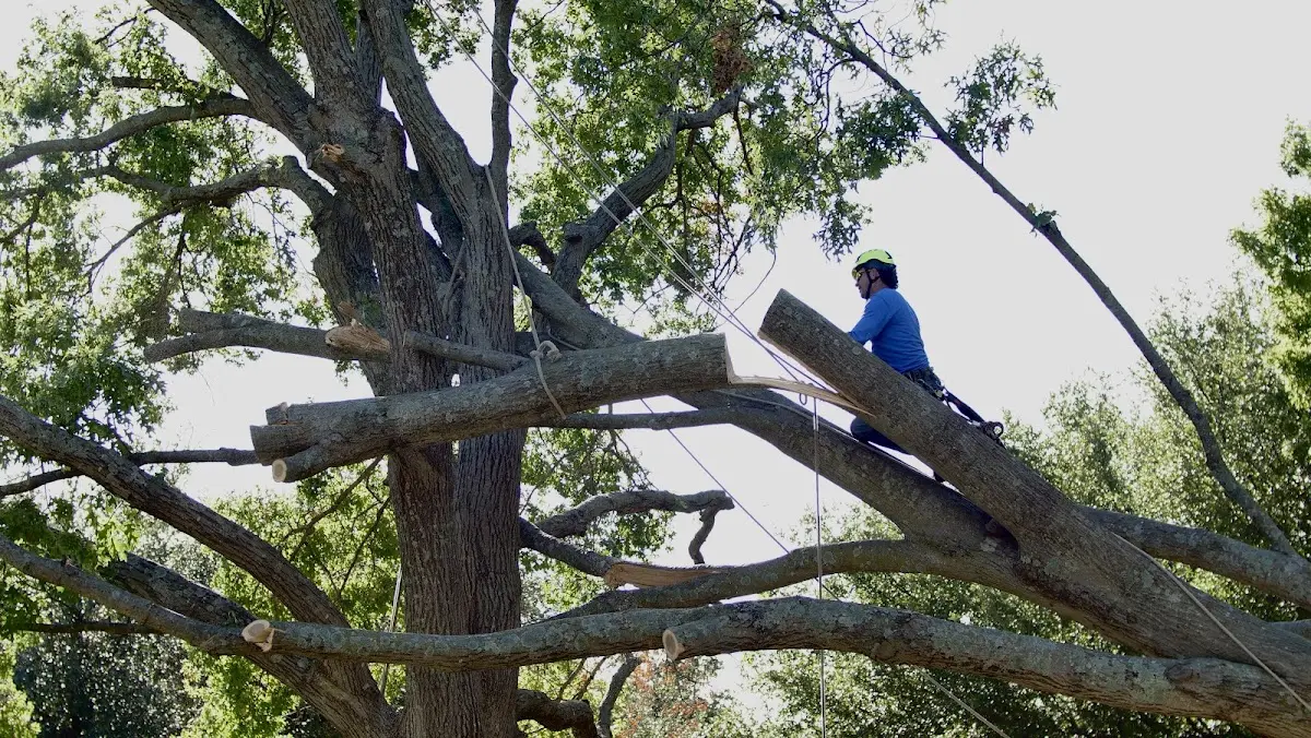Professional Crown Thinning performed by certified arborists in Amo
